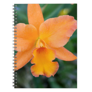 Lachs Orchid Notizblock