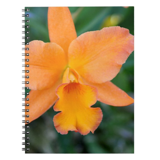 Lachs Orchid Notizblock (Vorderseite)