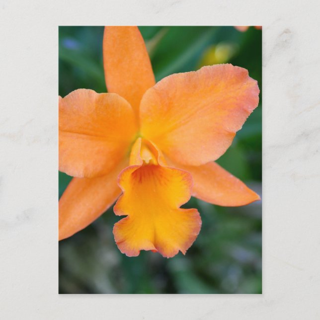 Lachs Orchid Postkarte (Vorderseite)