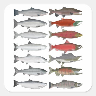 Lachs Quadratischer Aufkleber