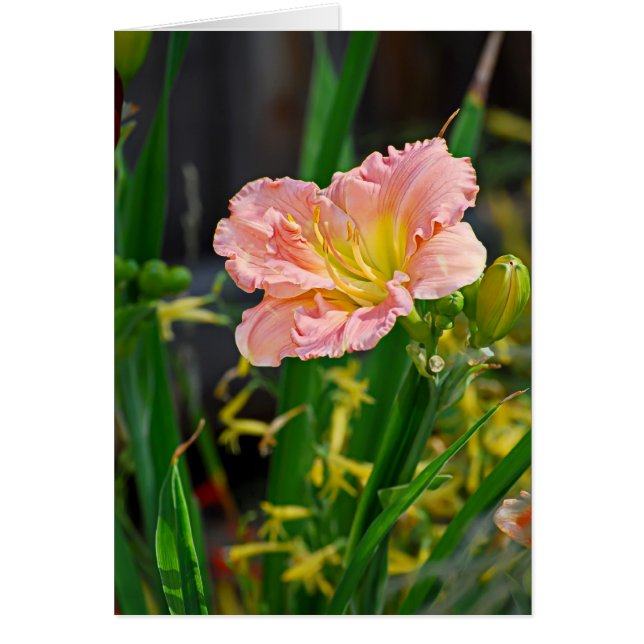 Lachs Ruffled Day Lily (Vorne)