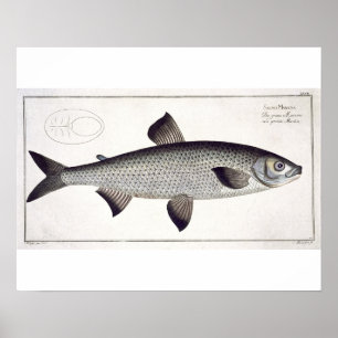 Lachs (Salmo Maraena) Platte XXVII aus "Ichthyolo Poster