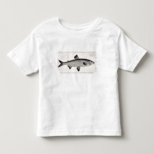 Lachs (Salmo Maraena) Platte XXVII von 'Ichthyolo Kleinkind T-shirt