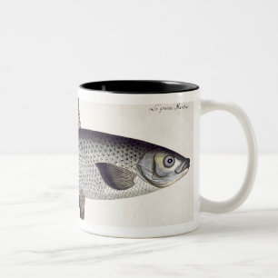 Lachs (Salmo Maraena) Platte XXVII von 'Ichthyolo Zweifarbige Tasse