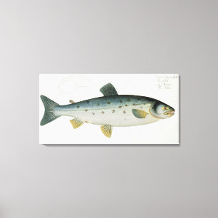 Lachs (Salmo Salar) Platte XX aus "Ichthyologie", Leinwanddruck