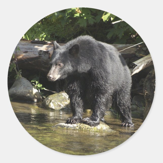 "Lachs Spotting" Geschenke von Schwarzbären Runder Aufkleber (Vorderseite)