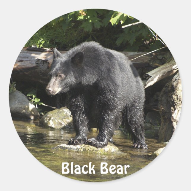 "Lachs Spotting" Schwarzer Bärenaufkleber Geschenk Runder Aufkleber (Vorderseite)