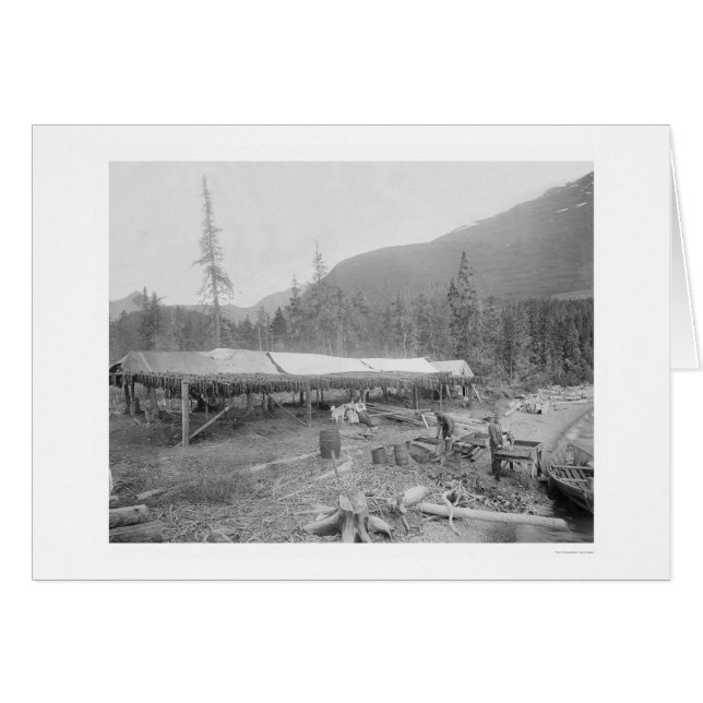 Lachs trinken in Alaska 1915 (Vorderseite (Horizontal))