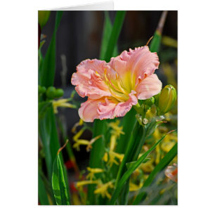 Lachse gekräuselte Tageslilie