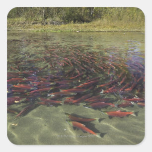 Lachsmahlen aus Red Sockeye in ruhiger Lage und Quadratischer Aufkleber