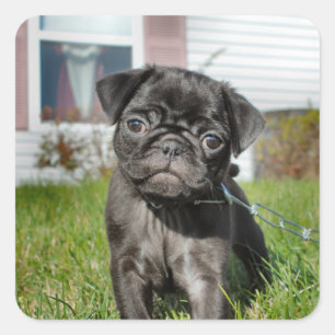 LACK MOPS PUPPY QUADRATISCHER AUFKLEBER