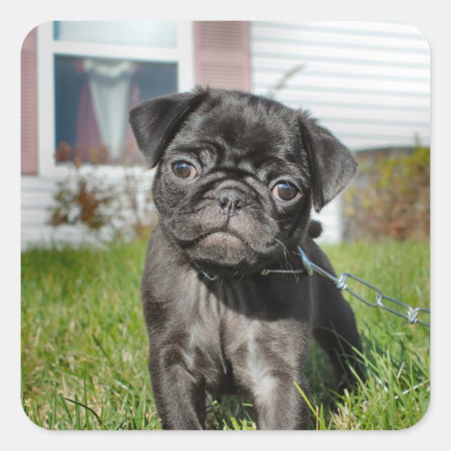 LACK MOPS PUPPY QUADRATISCHER AUFKLEBER (Vorderseite)