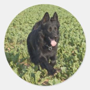 Lack-schwarzer Schäferhund Runder Aufkleber