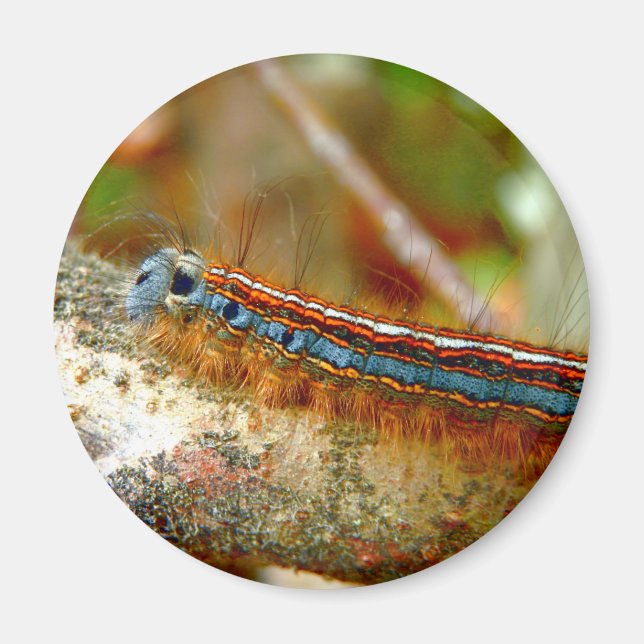 Lackey Moth Caterpillar Magnet (Devant)