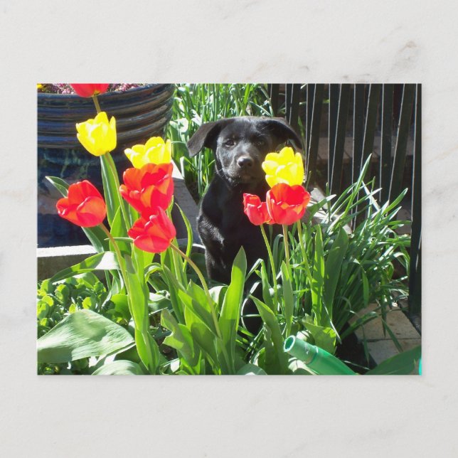 Lacquer Black German Shepherd Puppy Postkarte (Vorderseite)