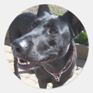 Lacquer Black German Shepherd Runder Aufkleber