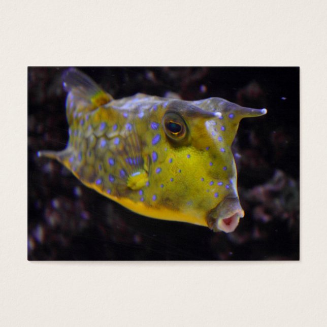 Lactoria cornuta (Vorderseite)