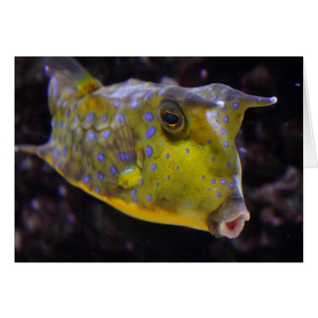 Lactoria cornuta (Vorderseite (Horizontal))