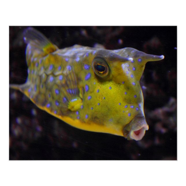 Lactoria cornuta poster (Vorderseite)