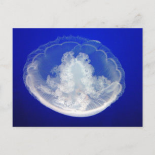 Lacy Moon Postcard Postkarte