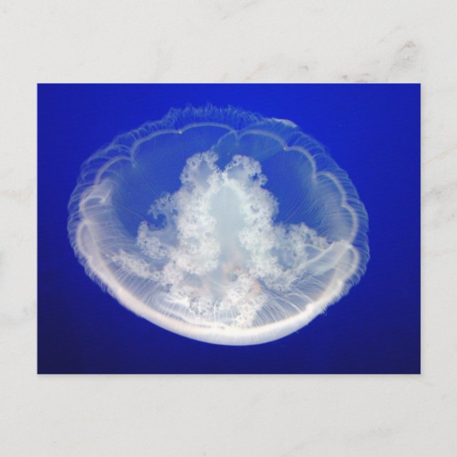 Lacy Moon Postcard Postkarte (Vorderseite)