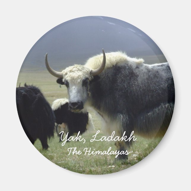 Ladakh, Der Himalaya, Yak (Magnet) Magnet (Vorne)