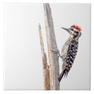 Ladder-Backed Woodpecker Fliese