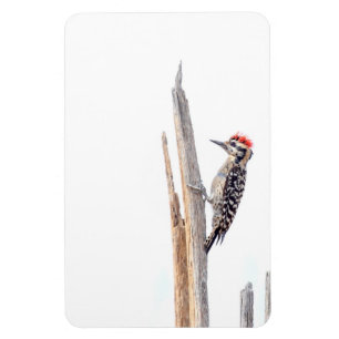 Ladder-Backed Woodpecker Magnet