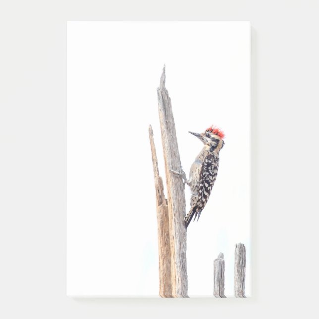 Ladder-Backed Woodpecker Post-it Klebezettel (Vorderseite)