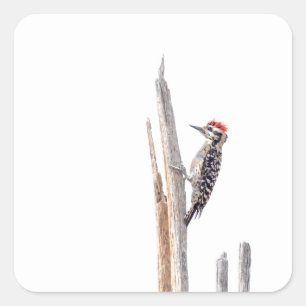 Ladder-Backed Woodpecker Quadratischer Aufkleber