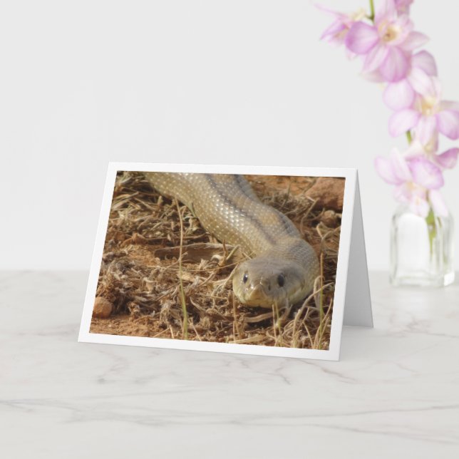 Ladder Snake Card Karte (Orchidee)