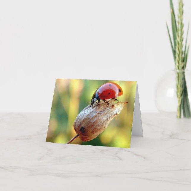 Ladtbug Karte (Vorderseite)