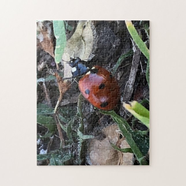 Lady Bug (Vertikal)