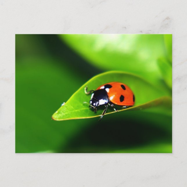 Lady Bug auf der linken Seite Postkarte (Vorderseite)