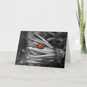 Lady Bug auf einer Daisy Karte
