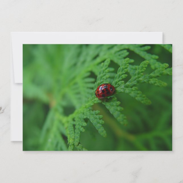 Lady Bug Dans Une Mer De Vert - Carte De Voeux Pla (Devant)