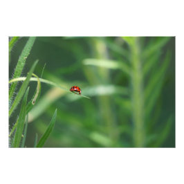 Lady Bug Fotodruck