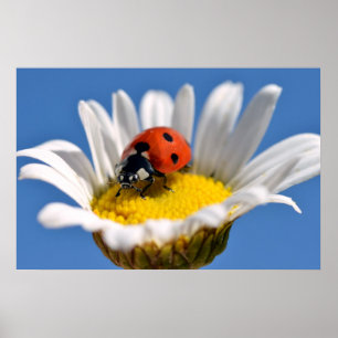 Lady bug on daisy poster