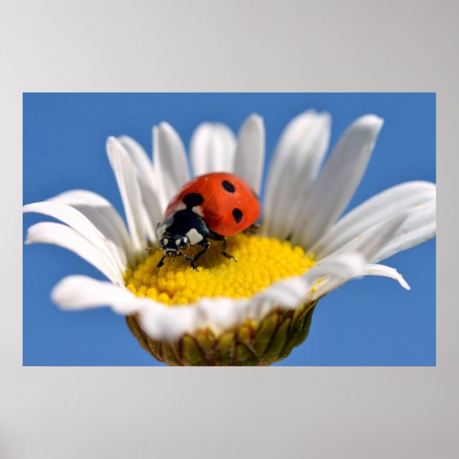 Lady bug on daisy poster (Vorne)