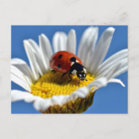 Lady bug on daisy