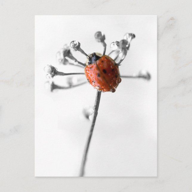 Lady Bug on Dill Blume mit Dew Postkarte (Vorderseite)