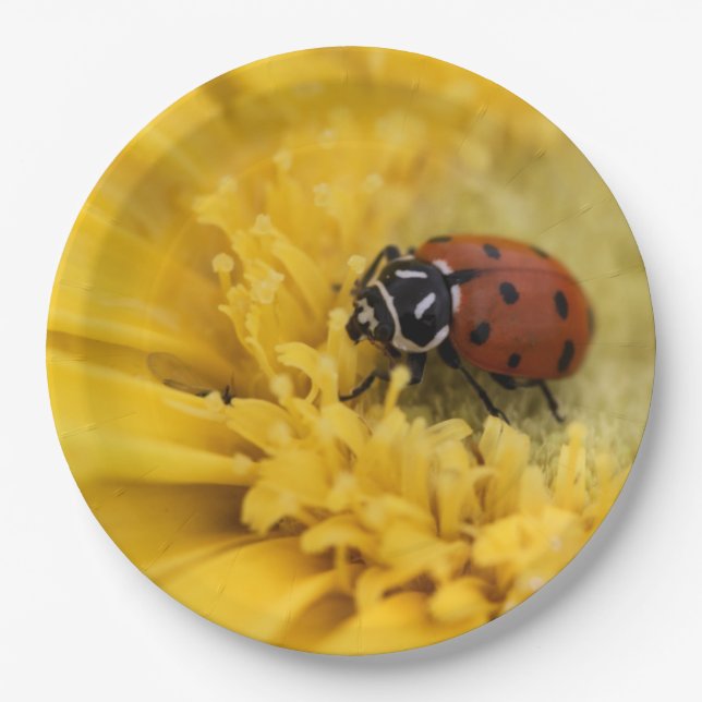 Lady Bug Pappteller (Vorderseite)