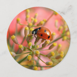 Lady-Bug-Party Einladung