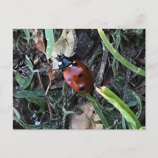 Lady Bug Postkarte (Vorderseite)