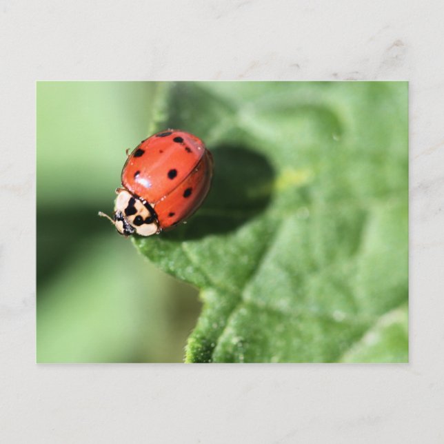 Lady Bug Postkarte (Vorderseite)