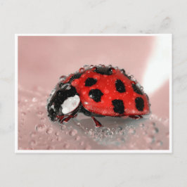 Lady Bug Postkarte