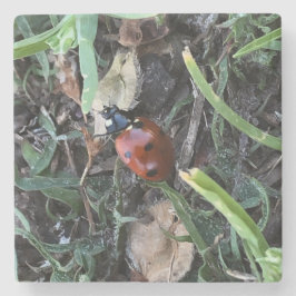 Lady Bug Steinuntersetzer