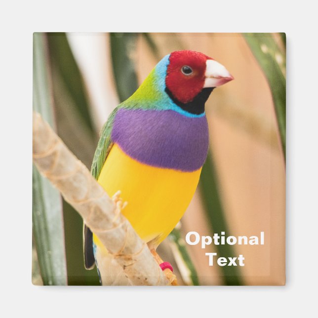 Lady Gouldian Finch Magnet (Vorne)