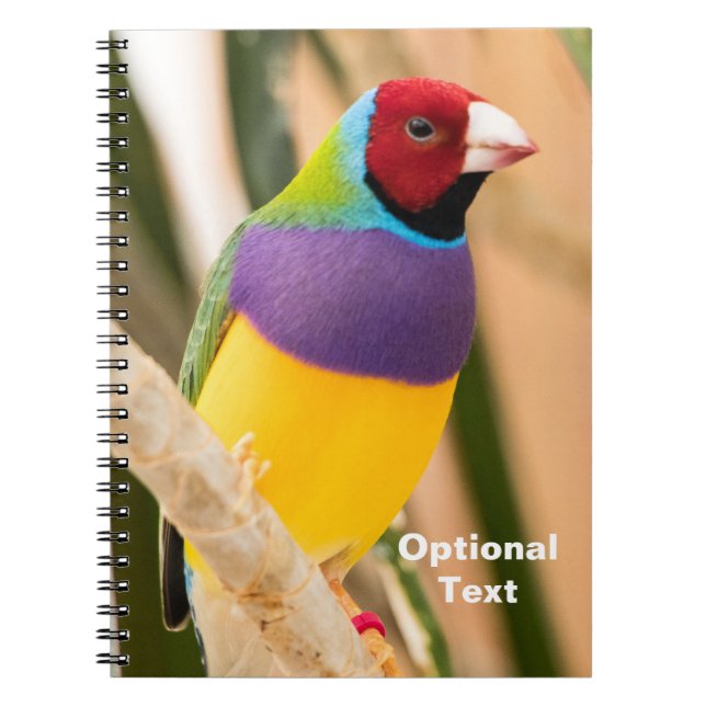 Lady Gouldian Finch Notizblock (Vorderseite)