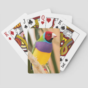 Lady Gouldian Finch Spielkarten